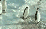 post-110-14196783945483_thumb.gif