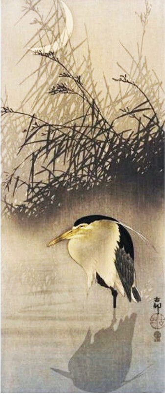 night heron.jpg