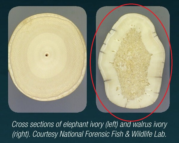 walrus ivory.jpg