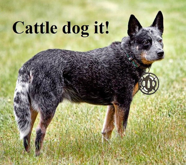 cattle dog.jpg