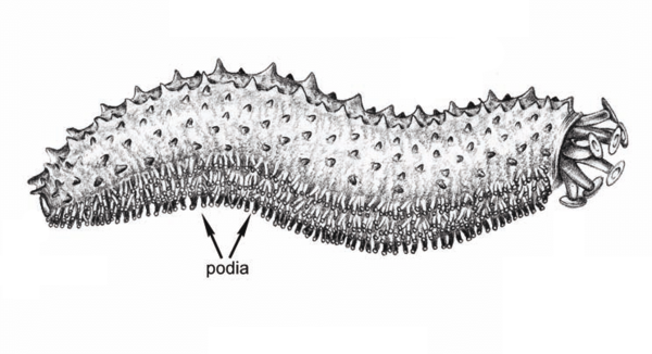 schema_podia.thumb.png.bf3ac062e5552608f77a4d2d5718106f.png
